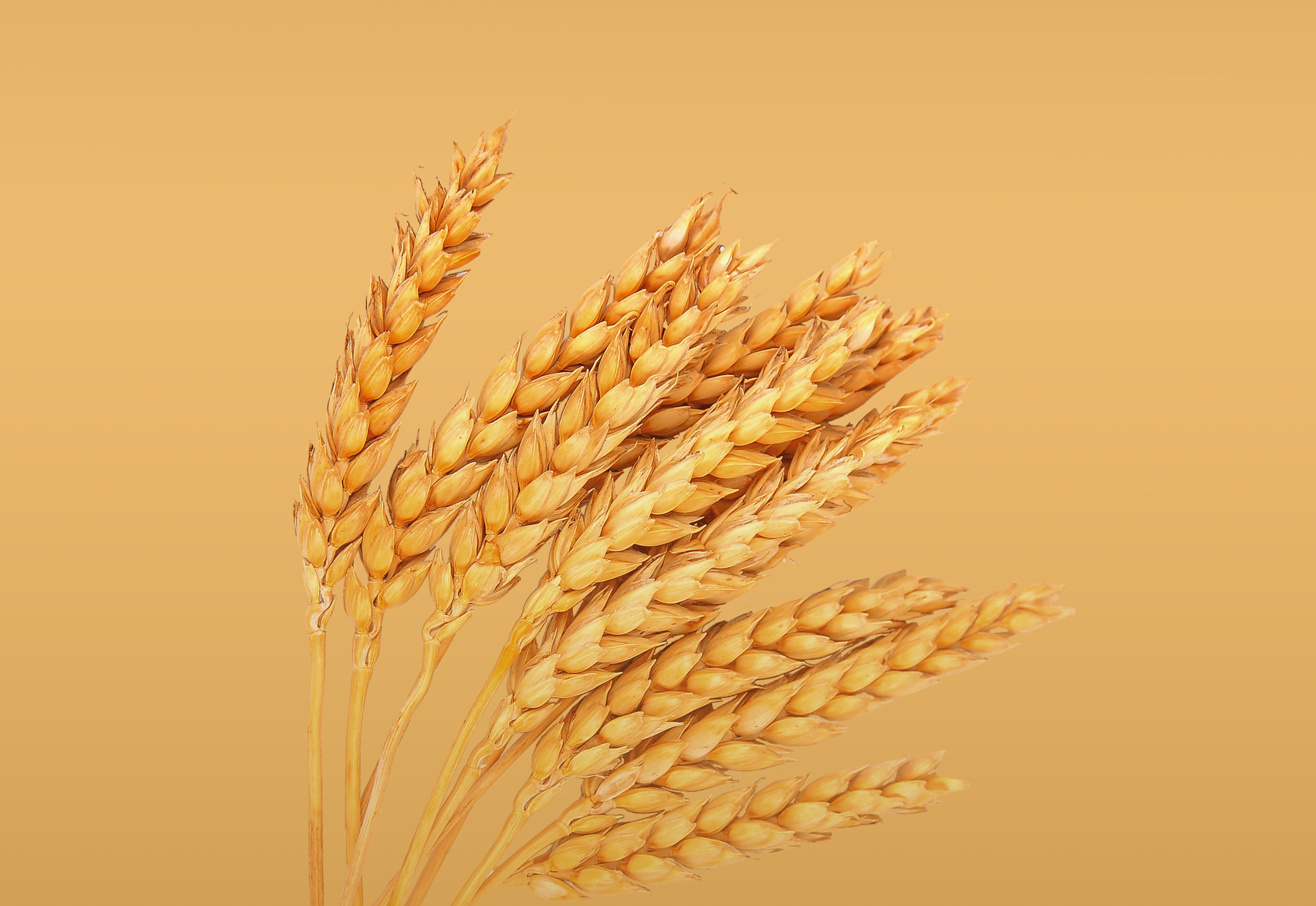 Uralchem agricultural products website