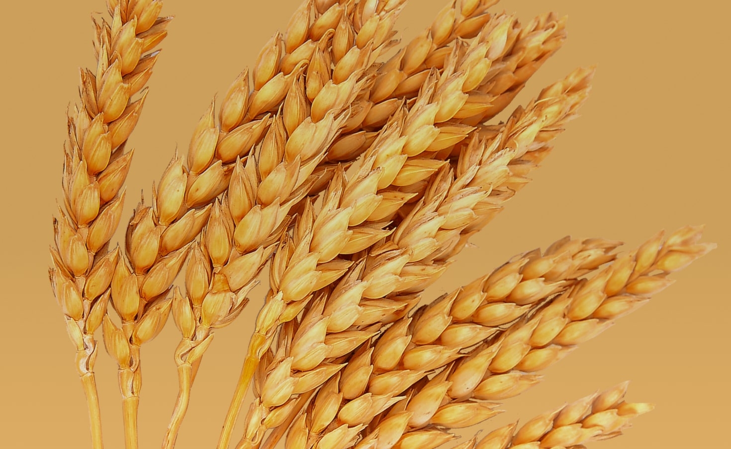 Uralchem agricultural products website project image